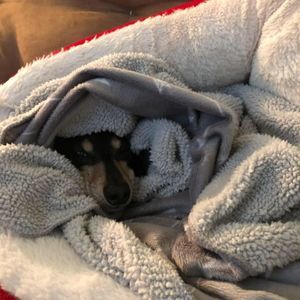 Meet your Posher, Robin